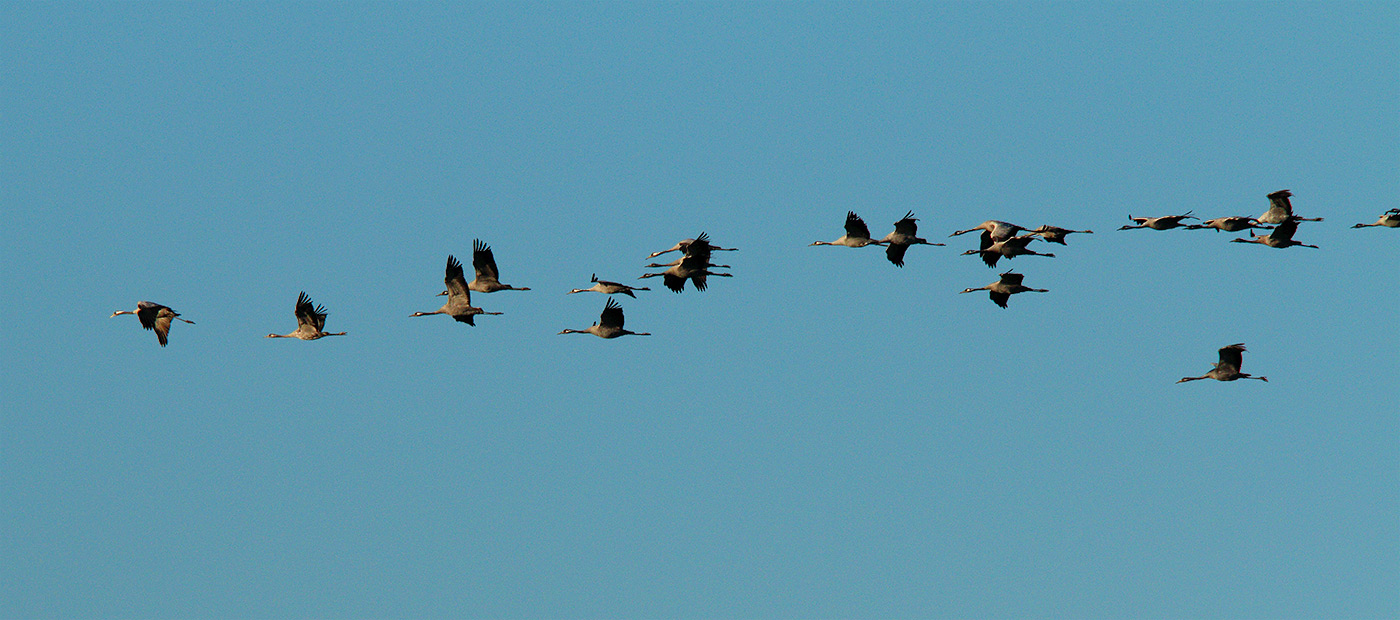 Ad ali spiegate, il sogno di Icaro.